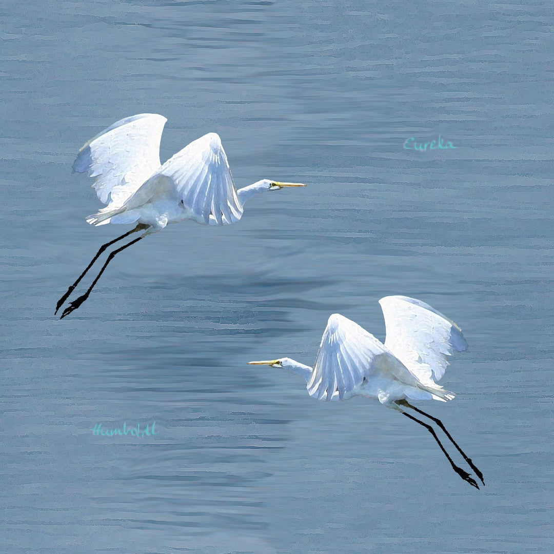 Eureka Egrets Exclusive Print